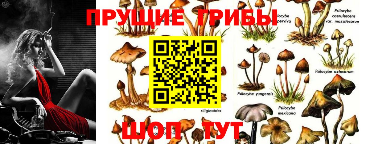 Бийск  цена   Вход с VPN  Галлюциногенные грибы Psilocybe 